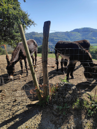 Some donkeys eating grass behind a wire fence.