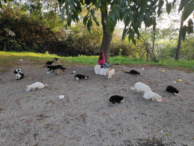 About 20 cats hanging out under a tree. There are several bags of food and bowls of water.
