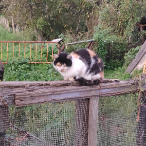A white, black and blonde cat. Sitting on a fence. Looking very tired and cross.