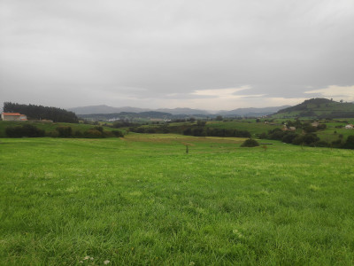 Lush grass, hills, and fog.