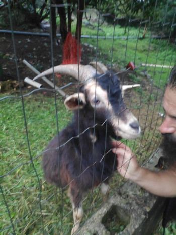 A goat looking for pets through a wire fence. Bearded man obliges. The goat has dark fur, light around the eyes and mouth. Big horns. Orangey eyes.