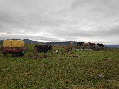 A group of horned cows hanging out. They're brown, blonde and red.