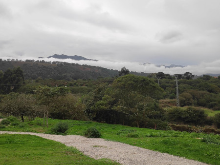 Lots of trees, greeny-brown foliage, and some mist-covered mountains in the distance.
