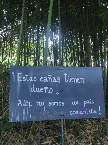 Some bamboo (?) with a Spanish language sign in front of it.